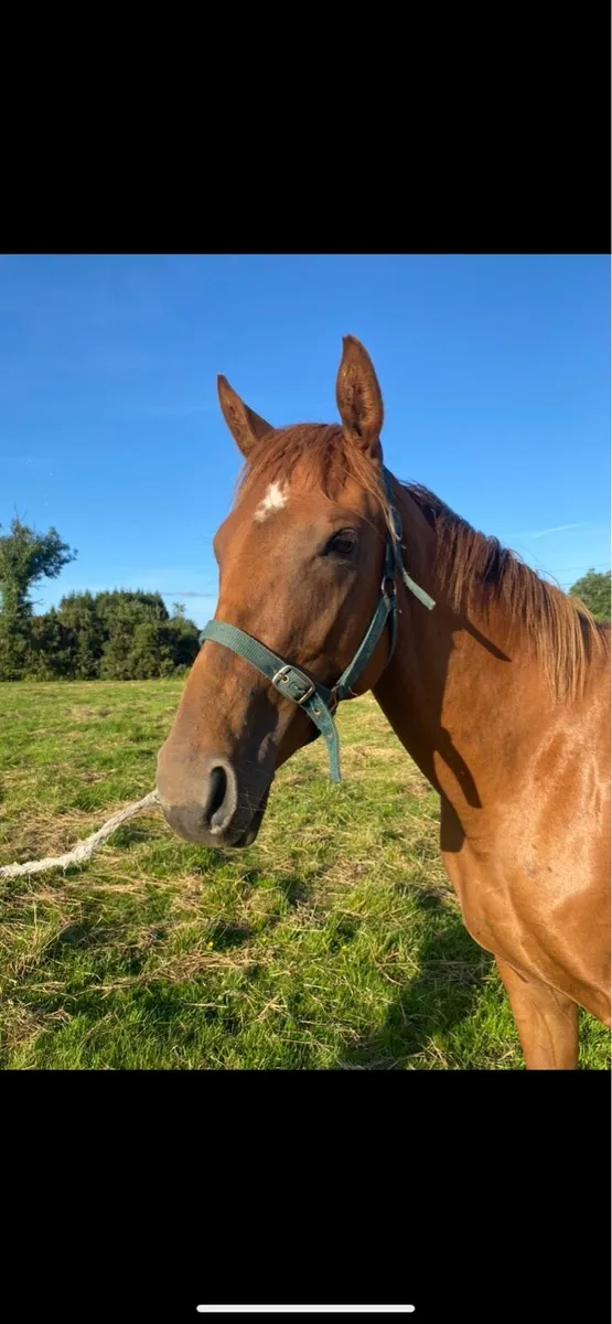 2 year old thoroughbred filly - Image 3