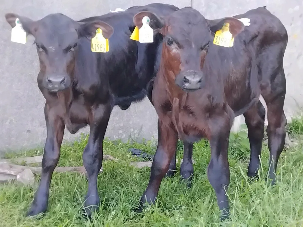 2 Quality Angus Calves  - €800 - Image 1