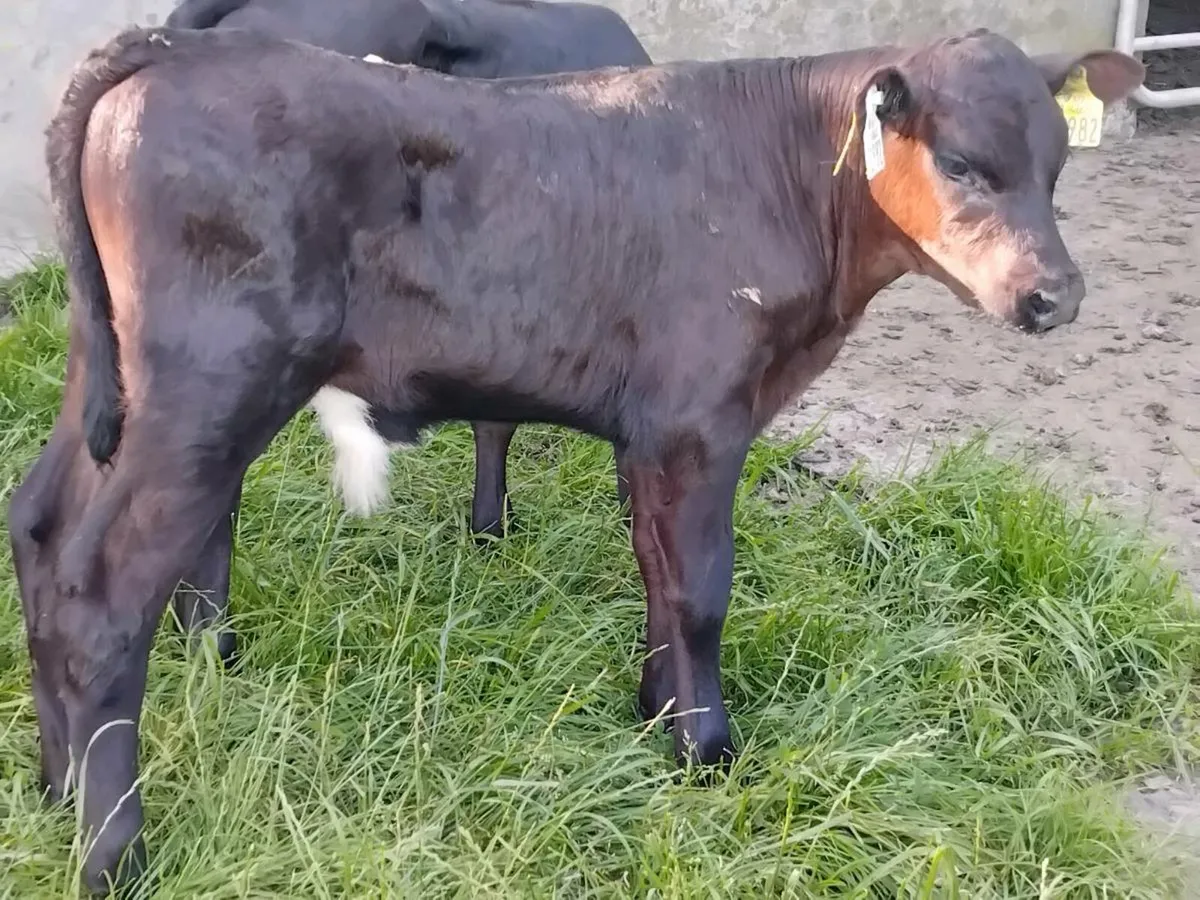2 Quality Angus Calves  - €800 - Image 3