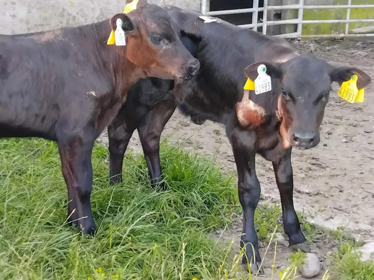 2 Quality Angus Calves  - €800 - Image 4