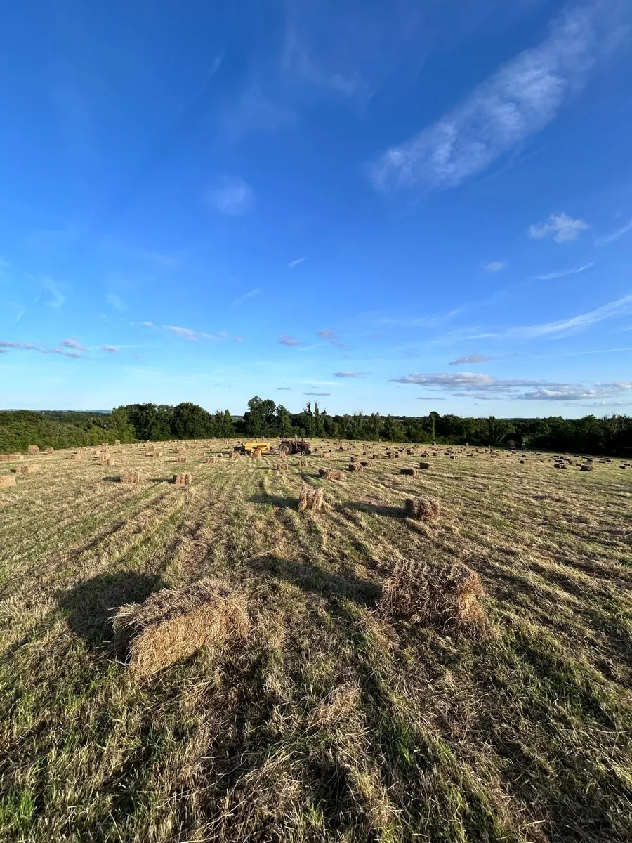 Square Bales of Good Quality Hay - Image 1