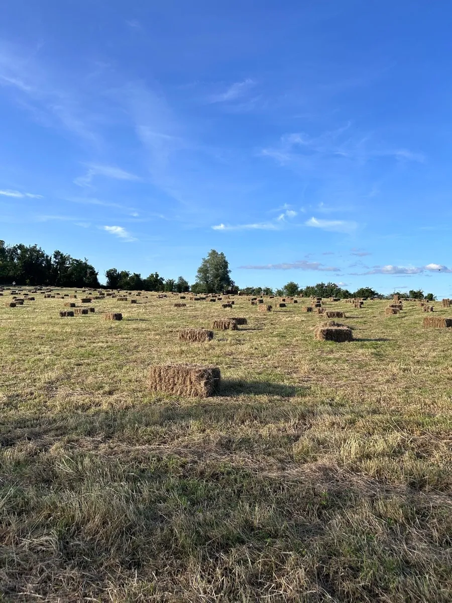 Square Bales of Good Quality Hay - Image 2