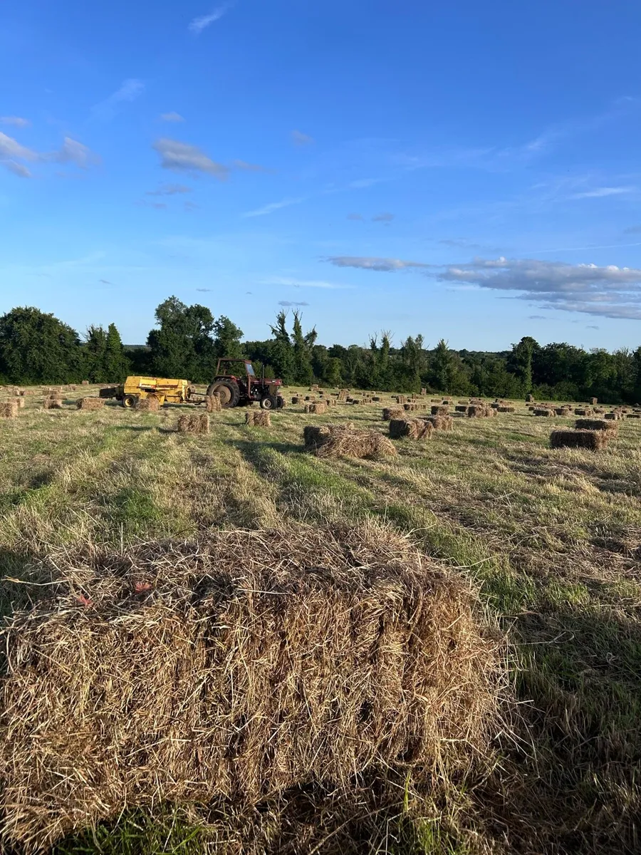 Square Bales of Good Quality Hay - Image 3