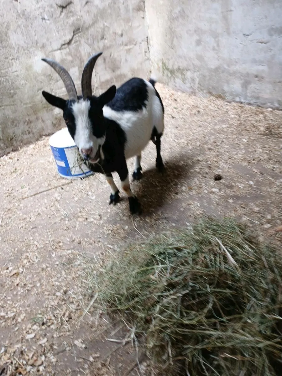 Purebred pygmy nanny's x2 - Image 3
