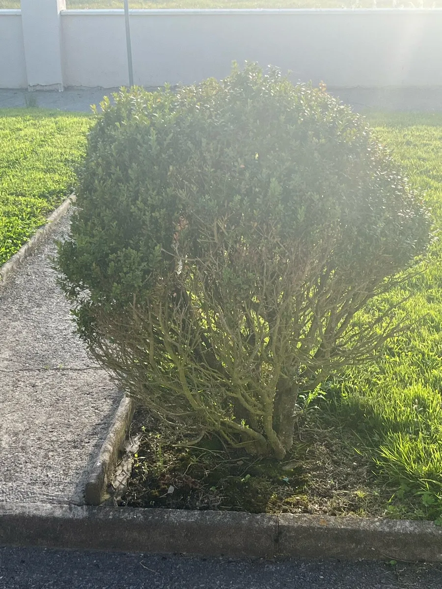 Entrance Bushes - Image 2