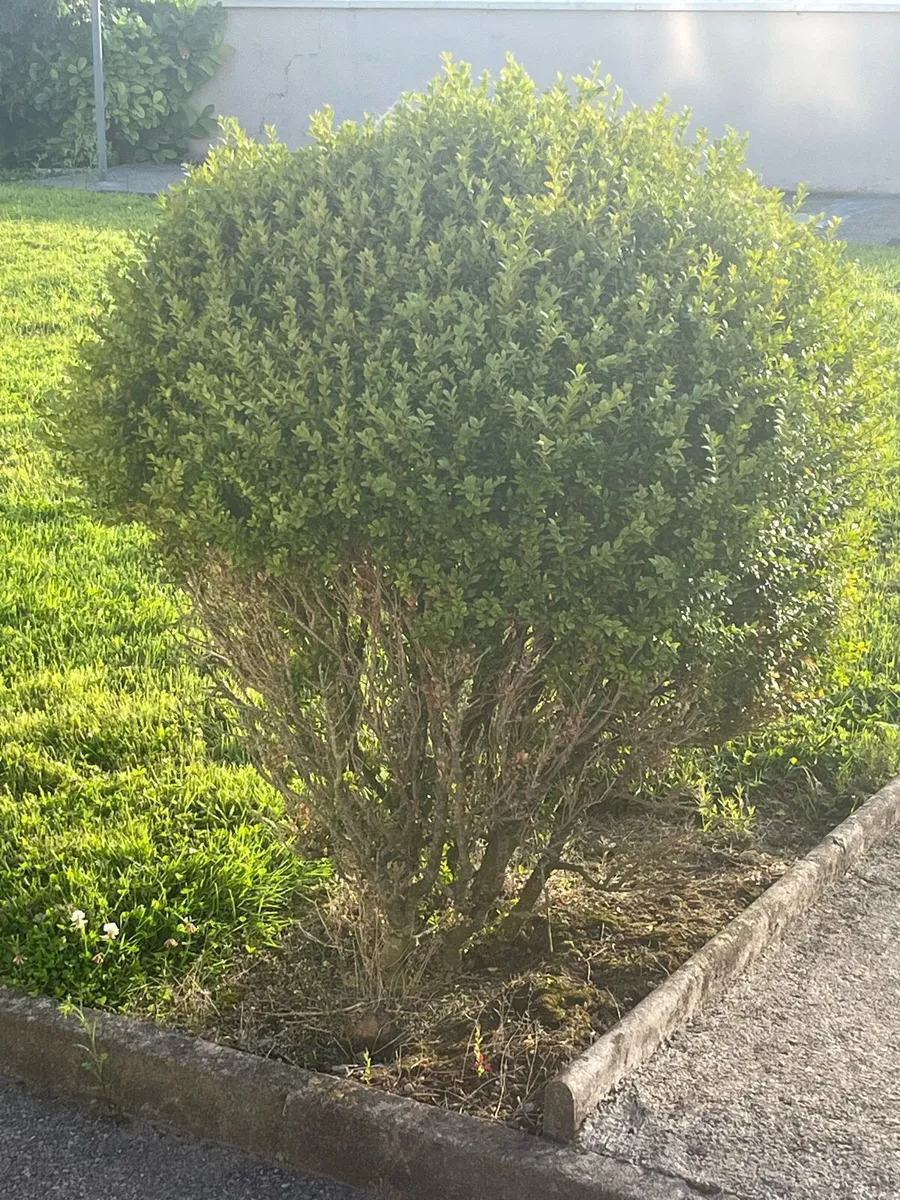 Entrance Bushes - Image 3