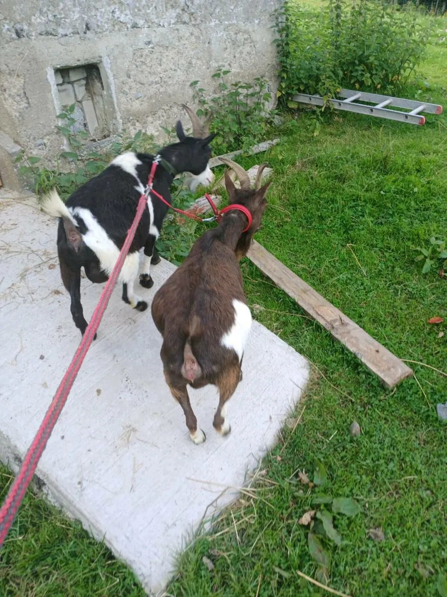 Purebred pygmy nanny's x2 - Image 2