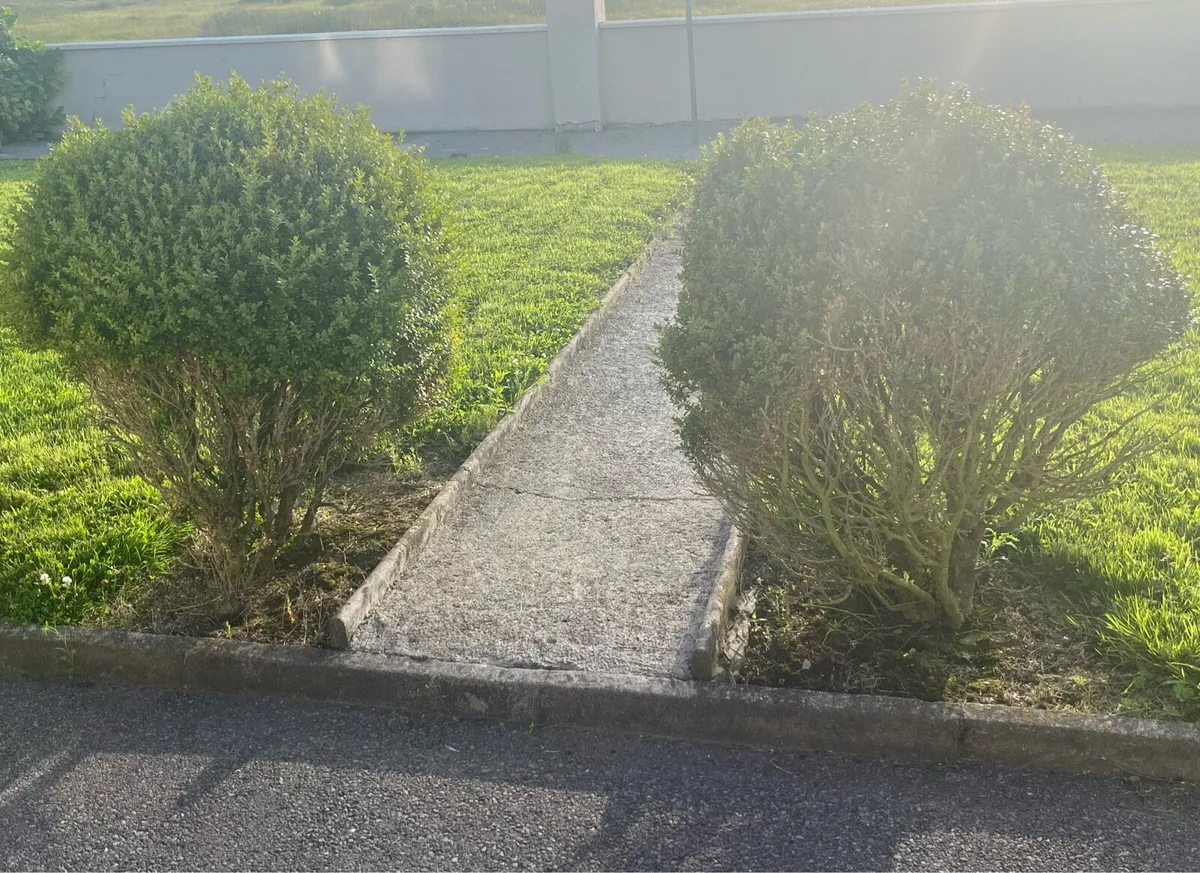 Entrance Bushes - Image 1