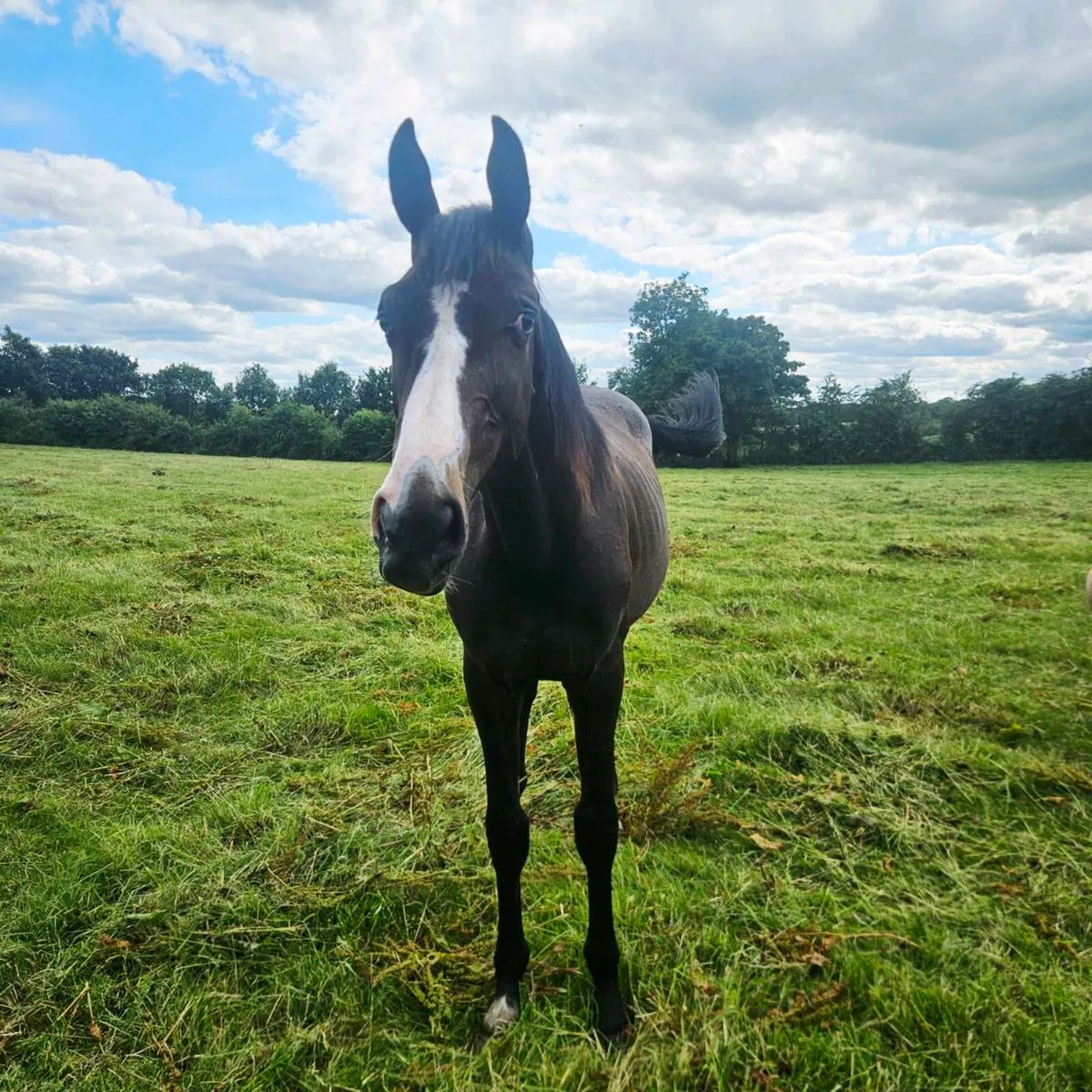 Striking Yearling by Avos Jordan Z - Image 1