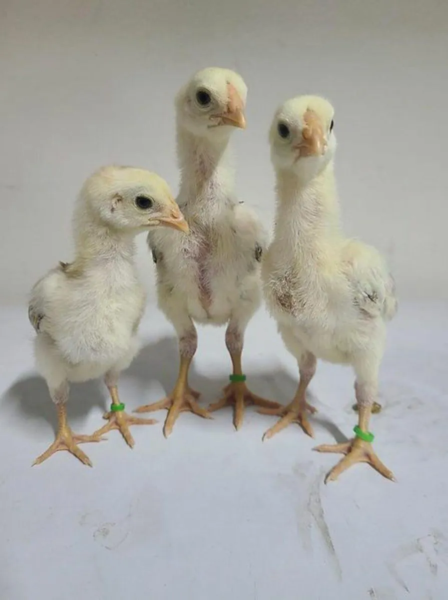 Ayem Cemani Leghorn crosses - Image 2