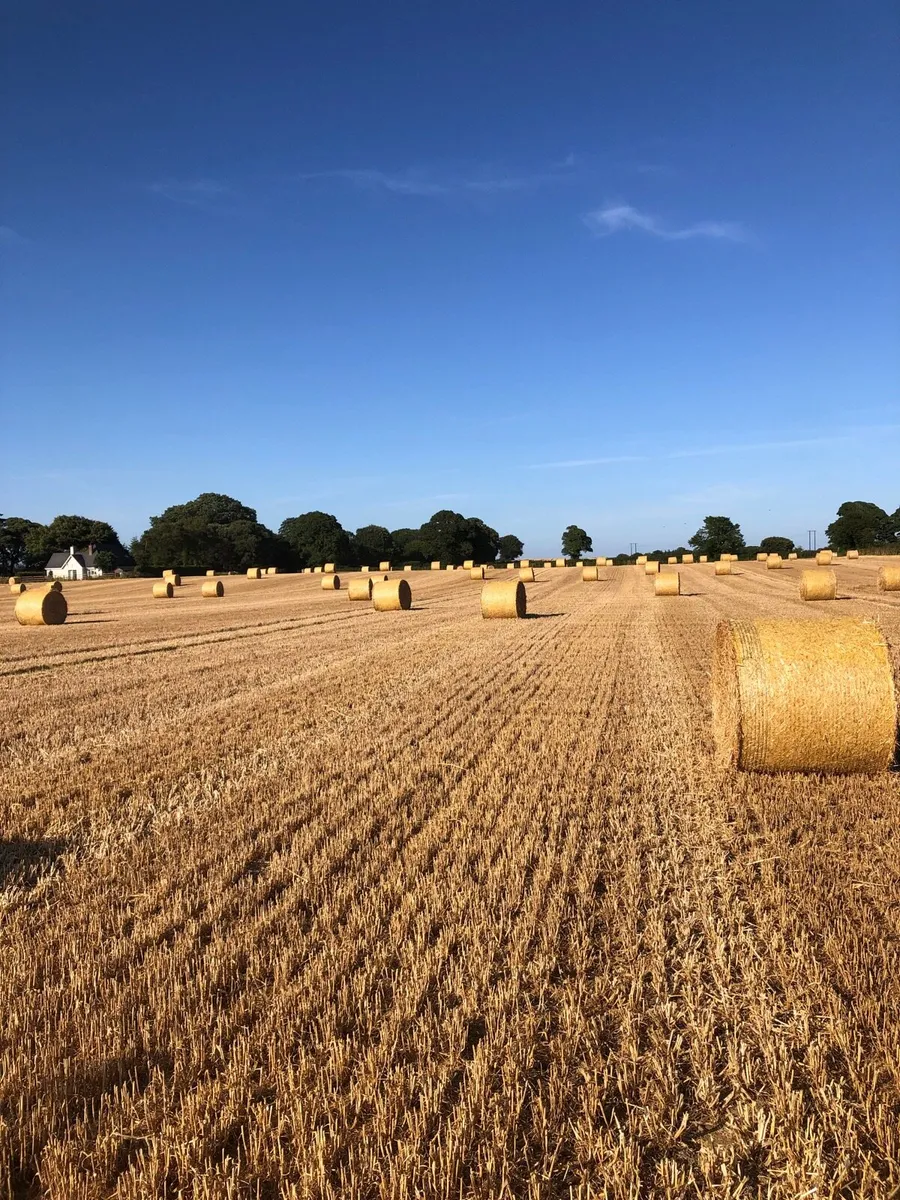 Straw