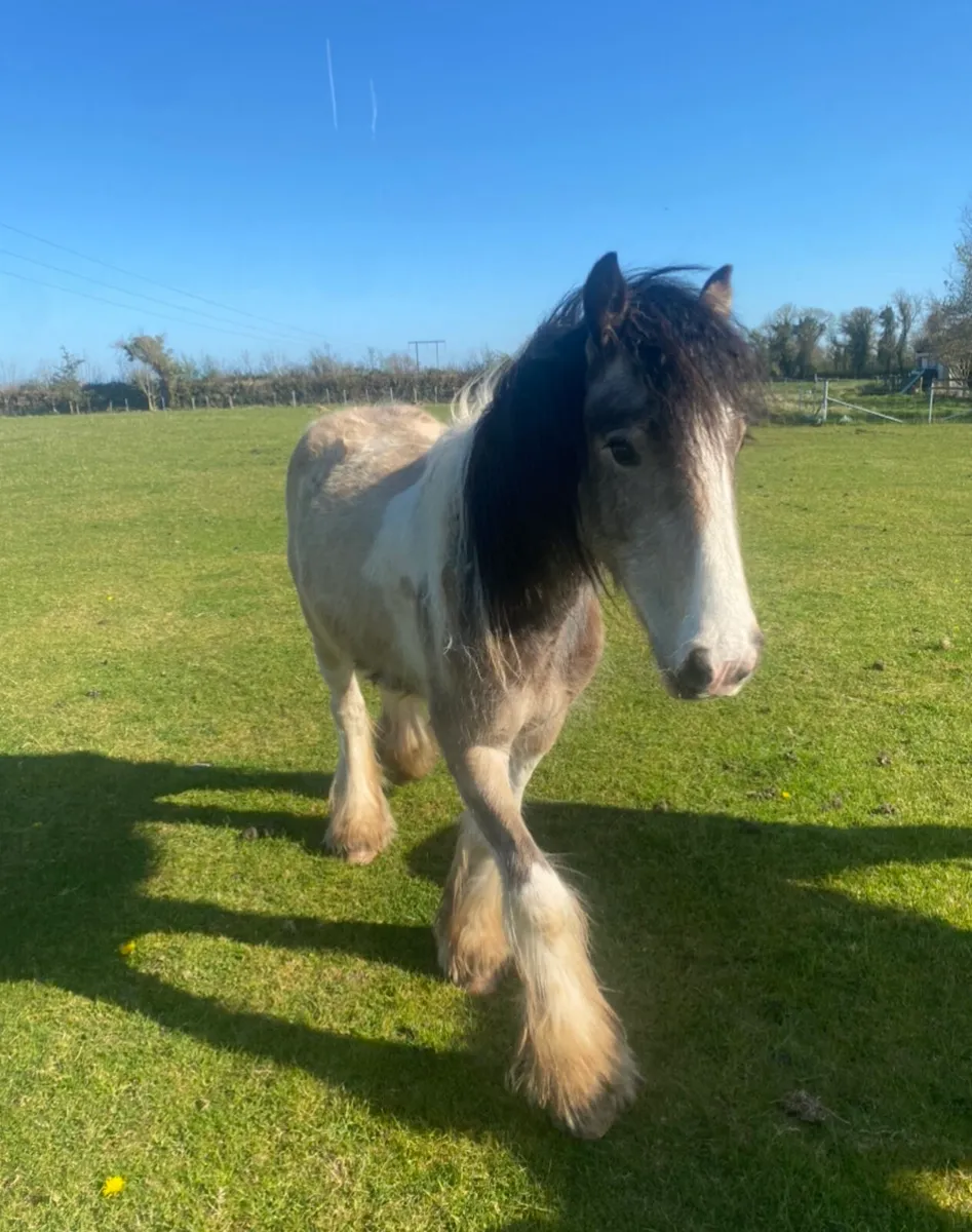 2 2yr old heavy cob geldings - Image 1