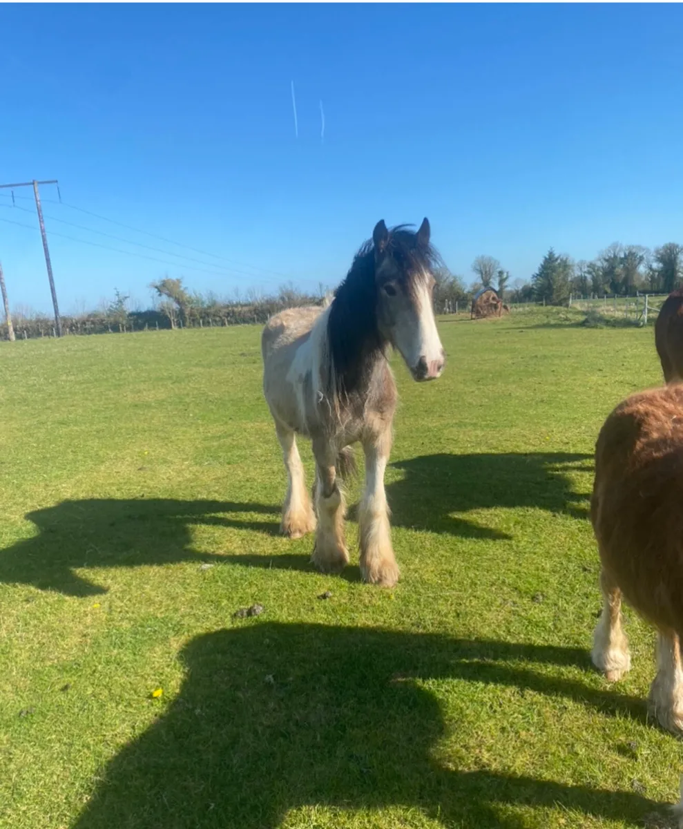 2 2yr old heavy cob geldings - Image 2