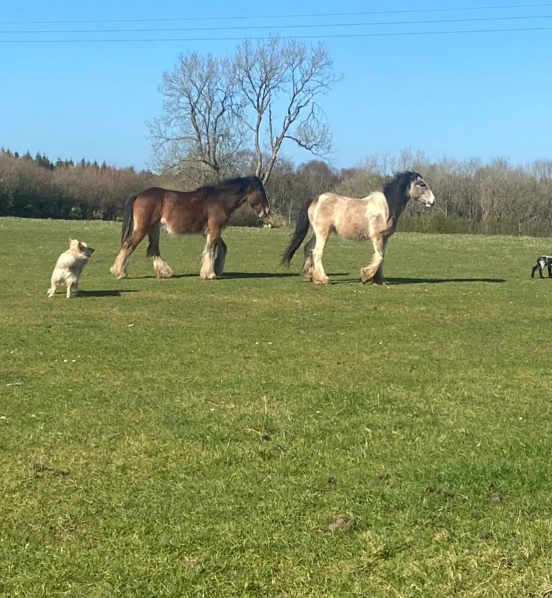 2 2yr old heavy cob geldings - Image 3