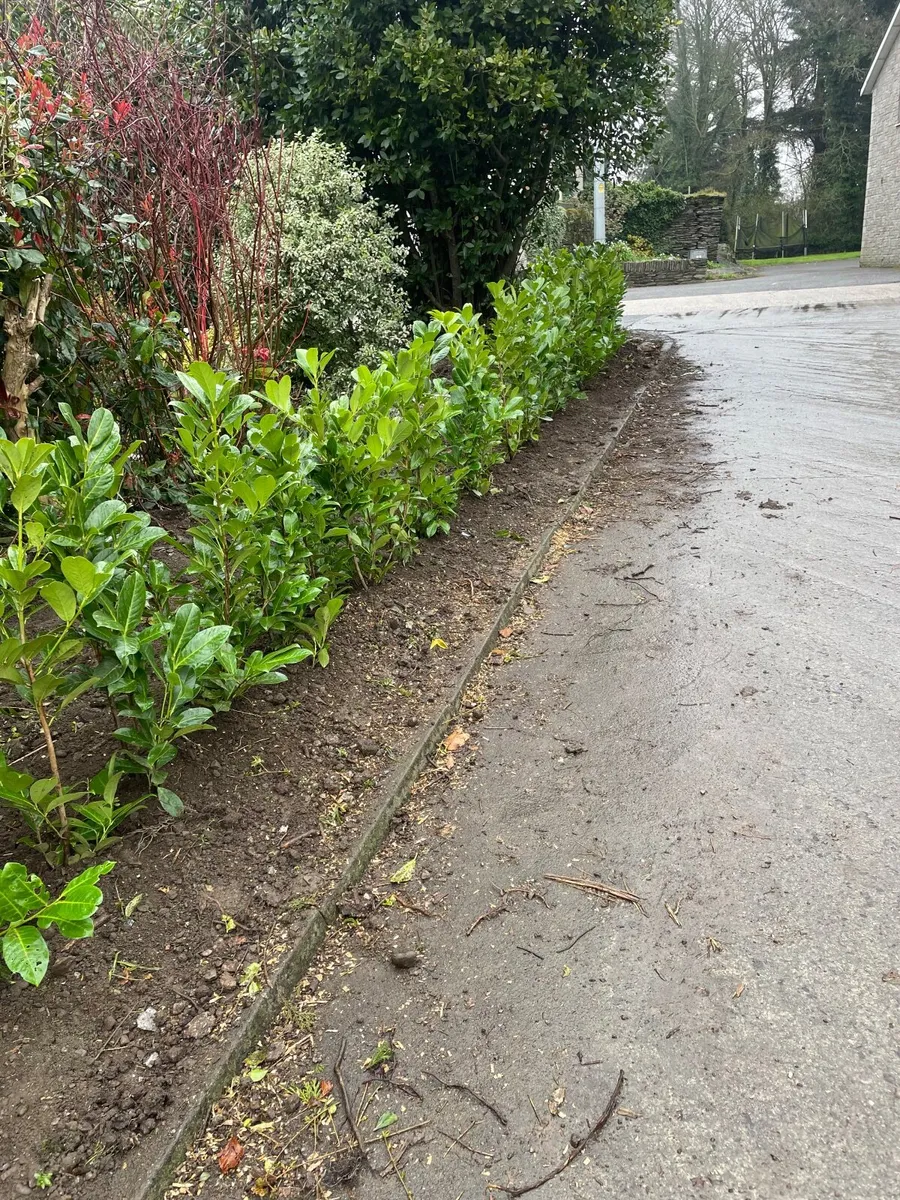 LAUREL HEDGING - Image 1