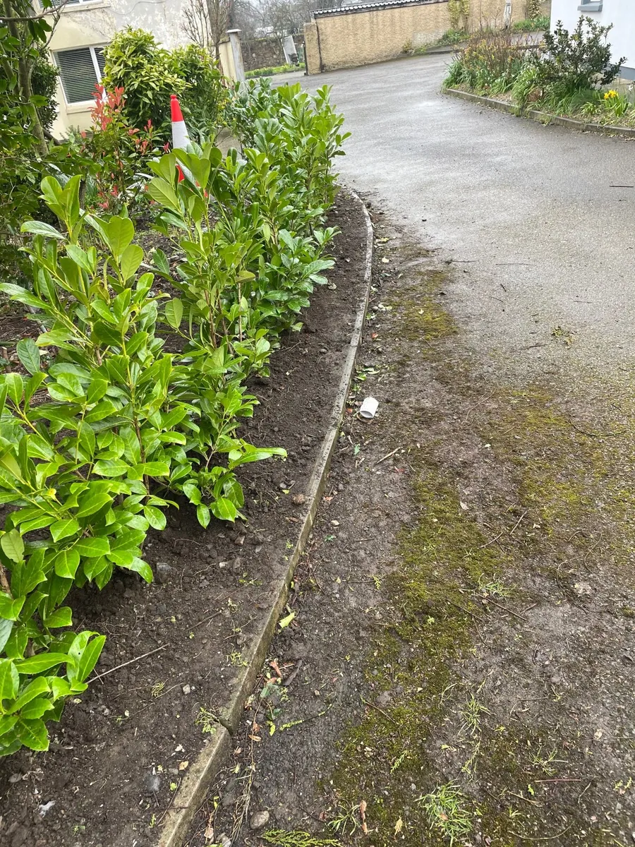 LAUREL HEDGING - Image 4
