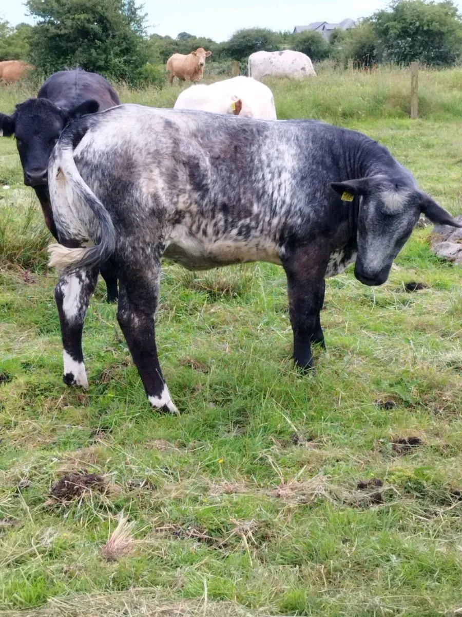 Balla Mart Weanling Heifer - Image 2