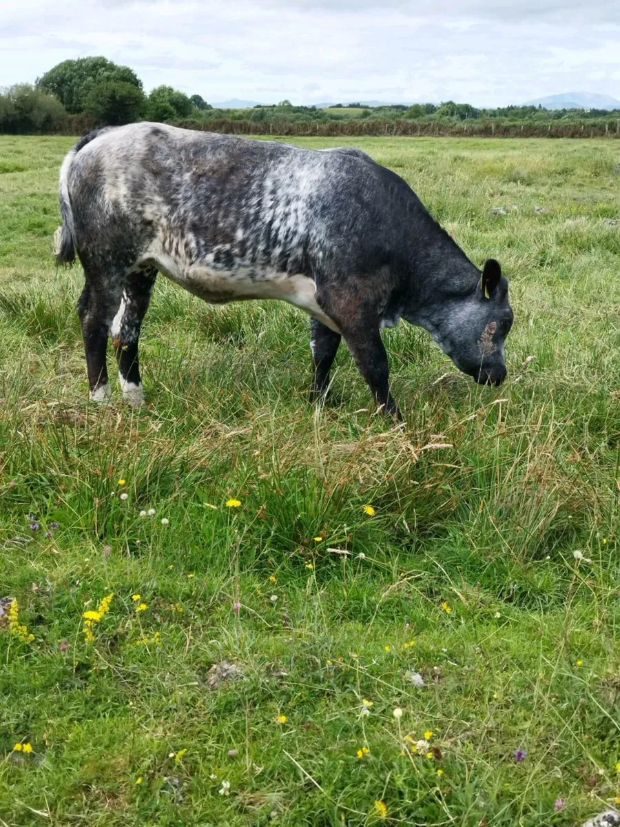 Balla Mart Weanling Heifer - Image 3