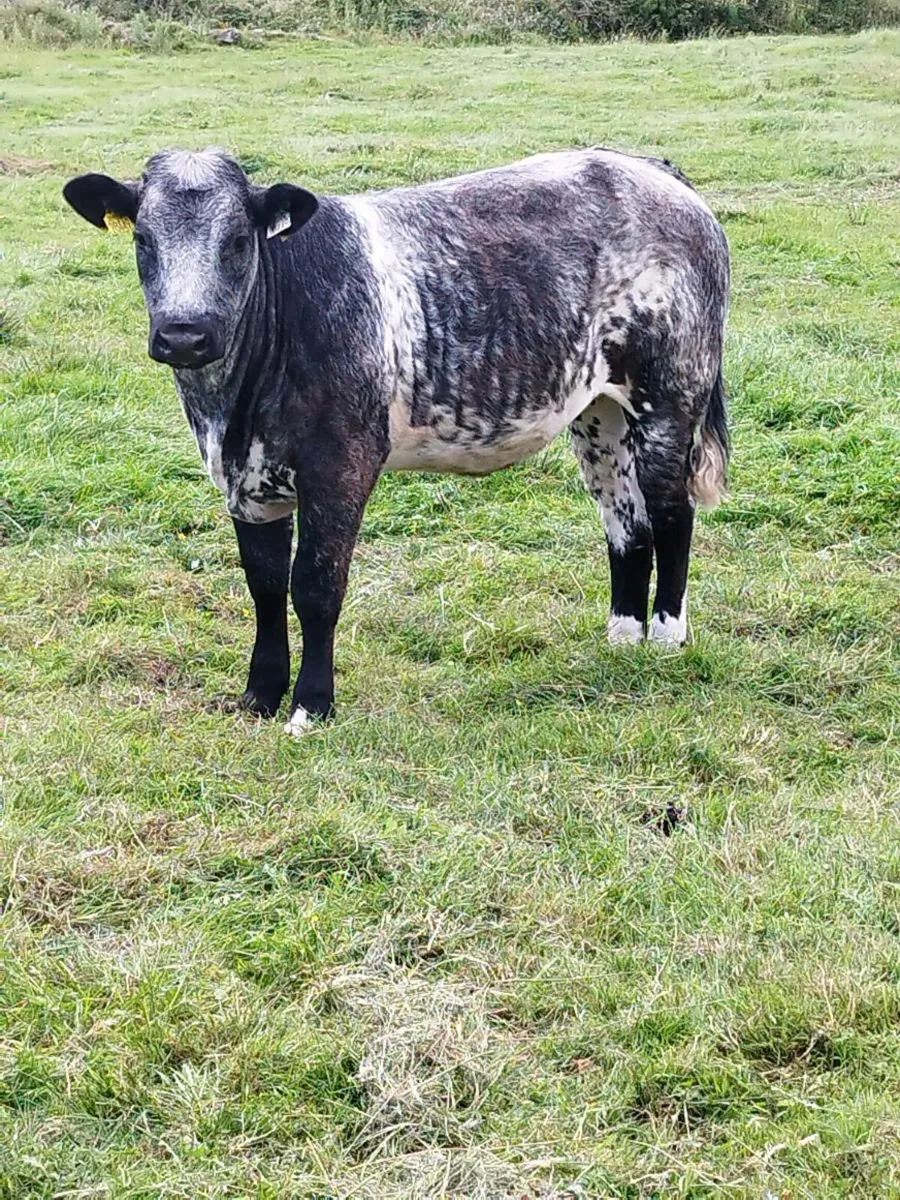 Balla Mart Weanling Heifer - Image 4