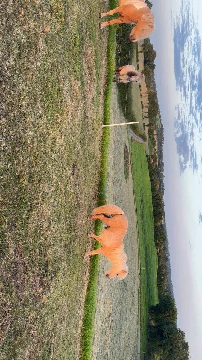 3year old filly - Image 4