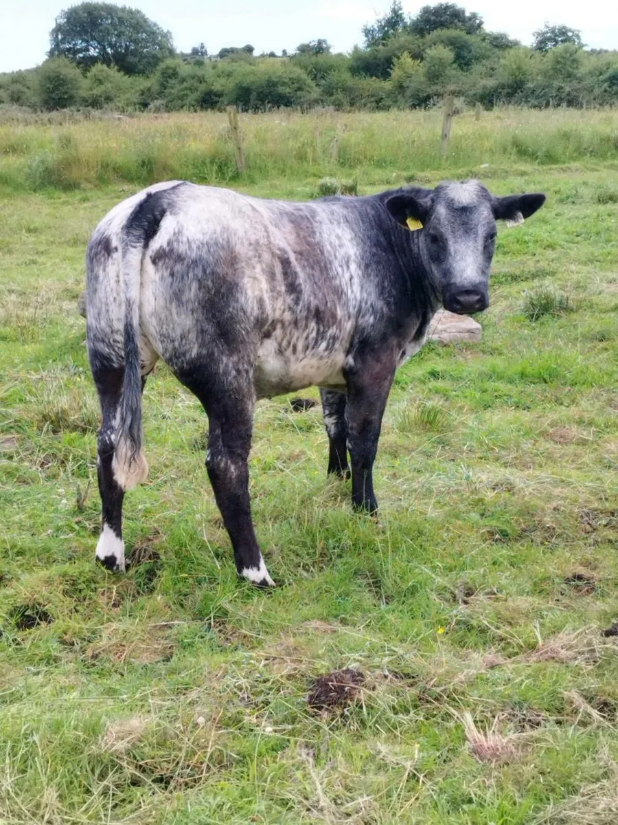 Balla Mart Weanling Heifer - Image 1