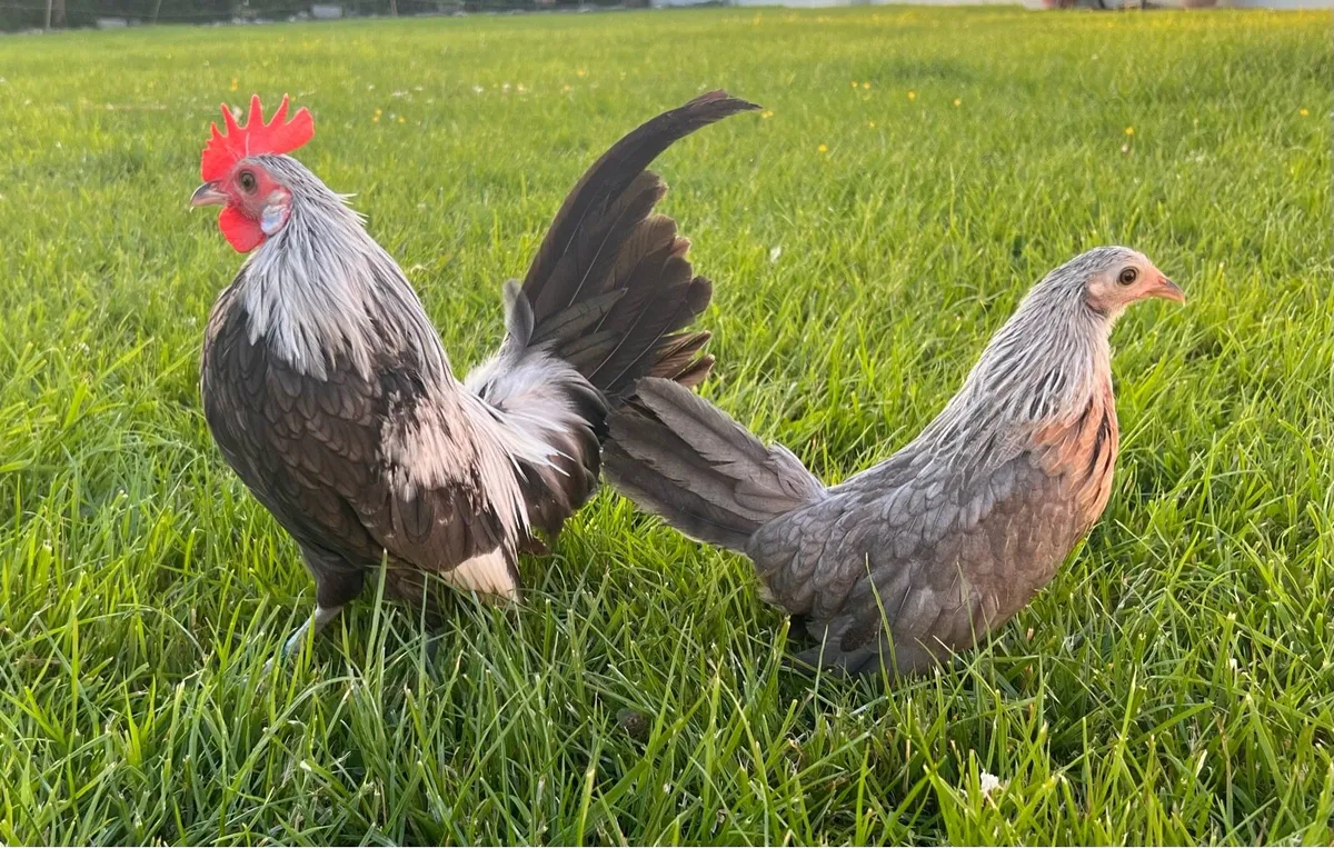 Poultry - Image 1