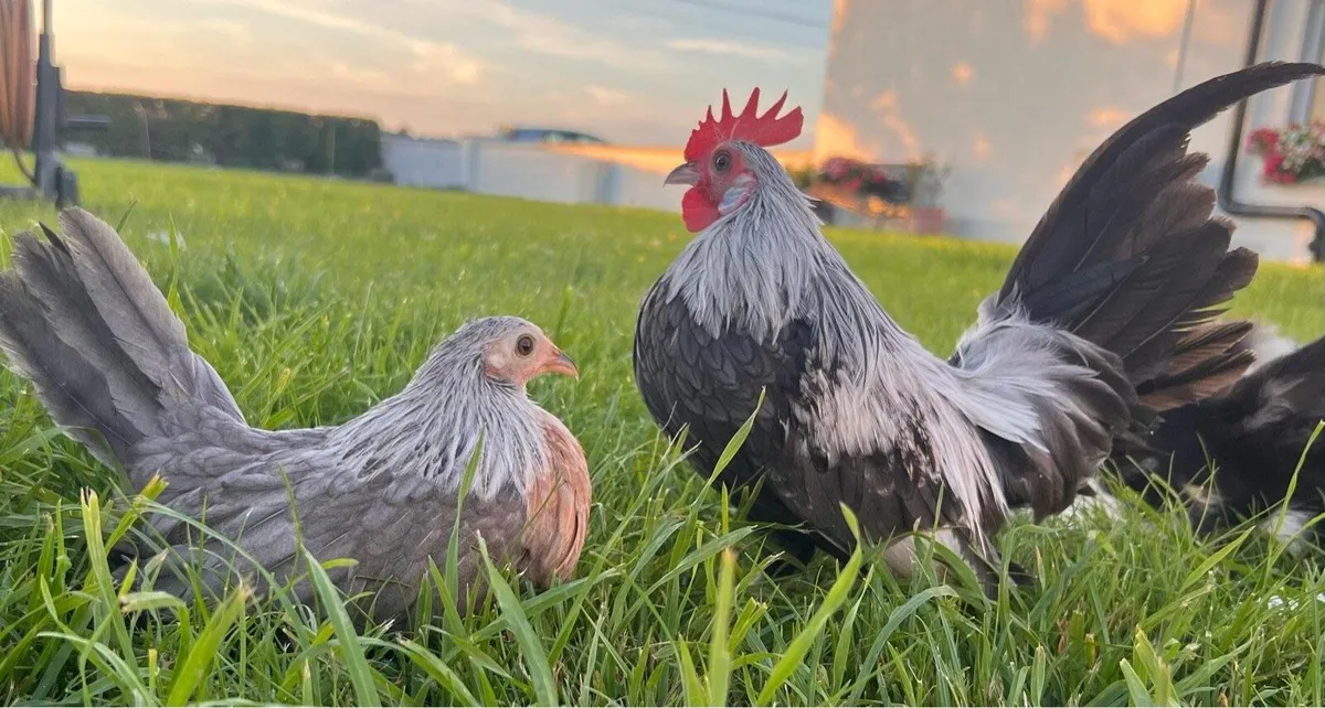 Poultry - Image 2