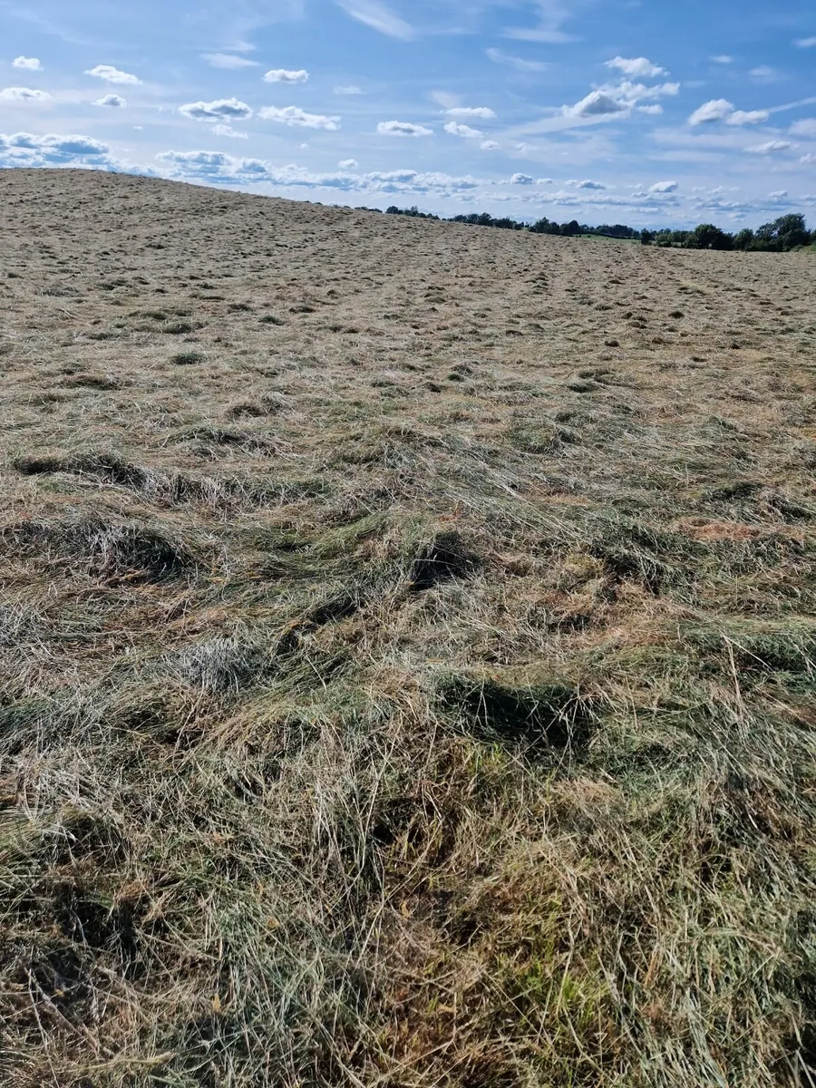 Organic hay and haylage - Image 4