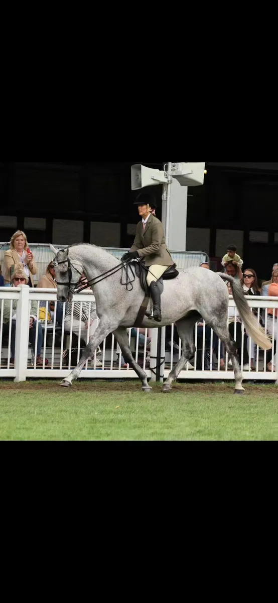 13 yo 16.2 Not to be missed - Image 1