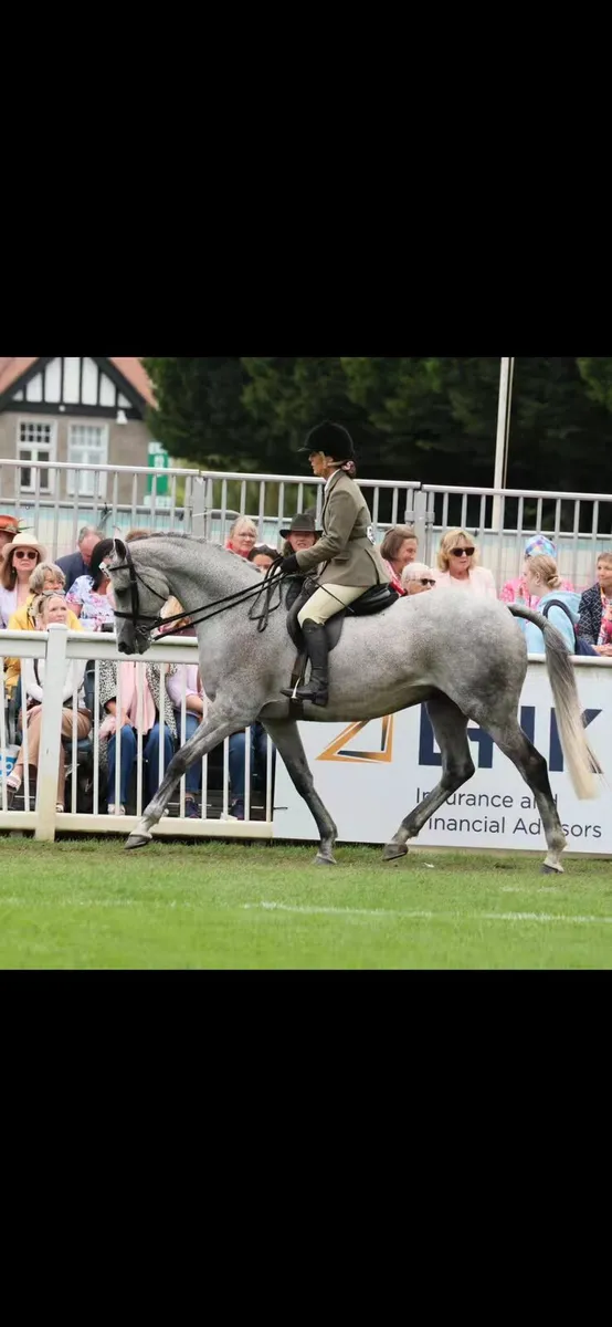 13 yo 16.2 Not to be missed - Image 2