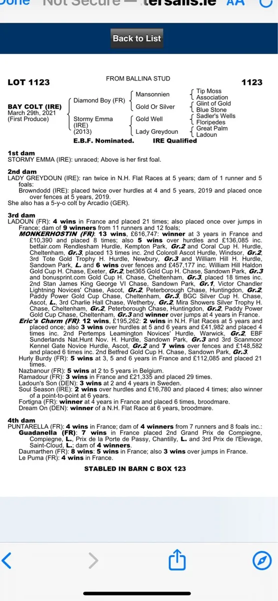 Thoroughbred filly - Image 2