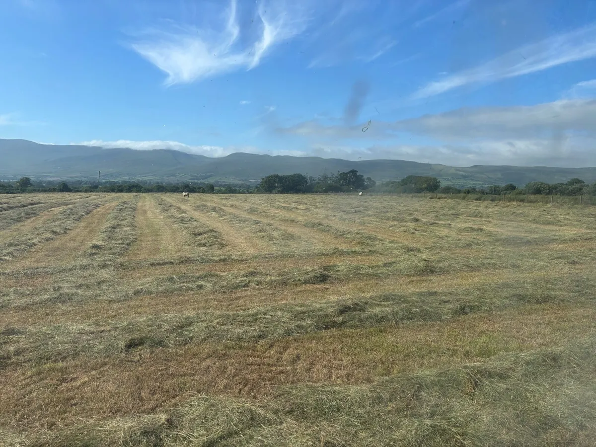 Organic hay - Image 1