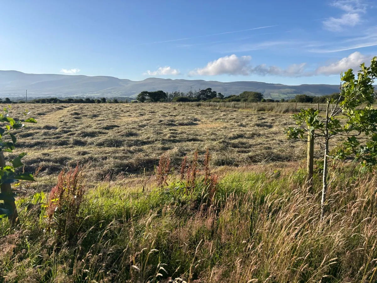Organic hay - Image 2