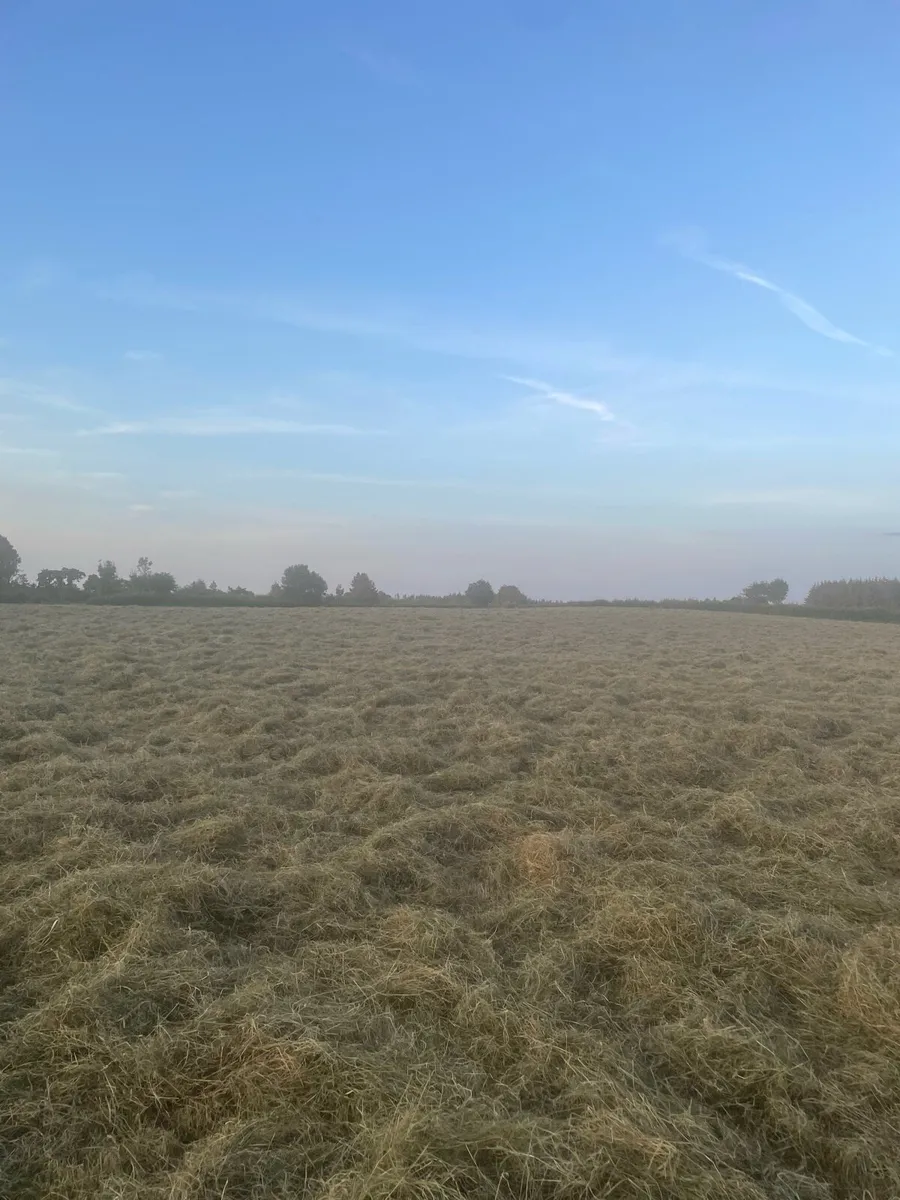 Small square bales of hay for sale - Image 4