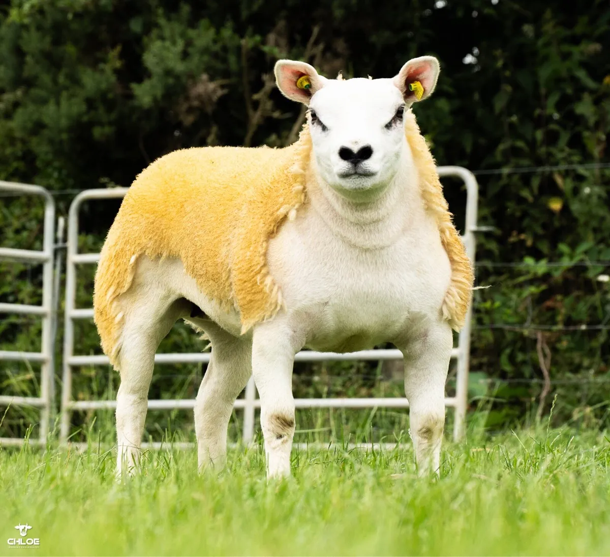 Texel ewe lambs - Image 1