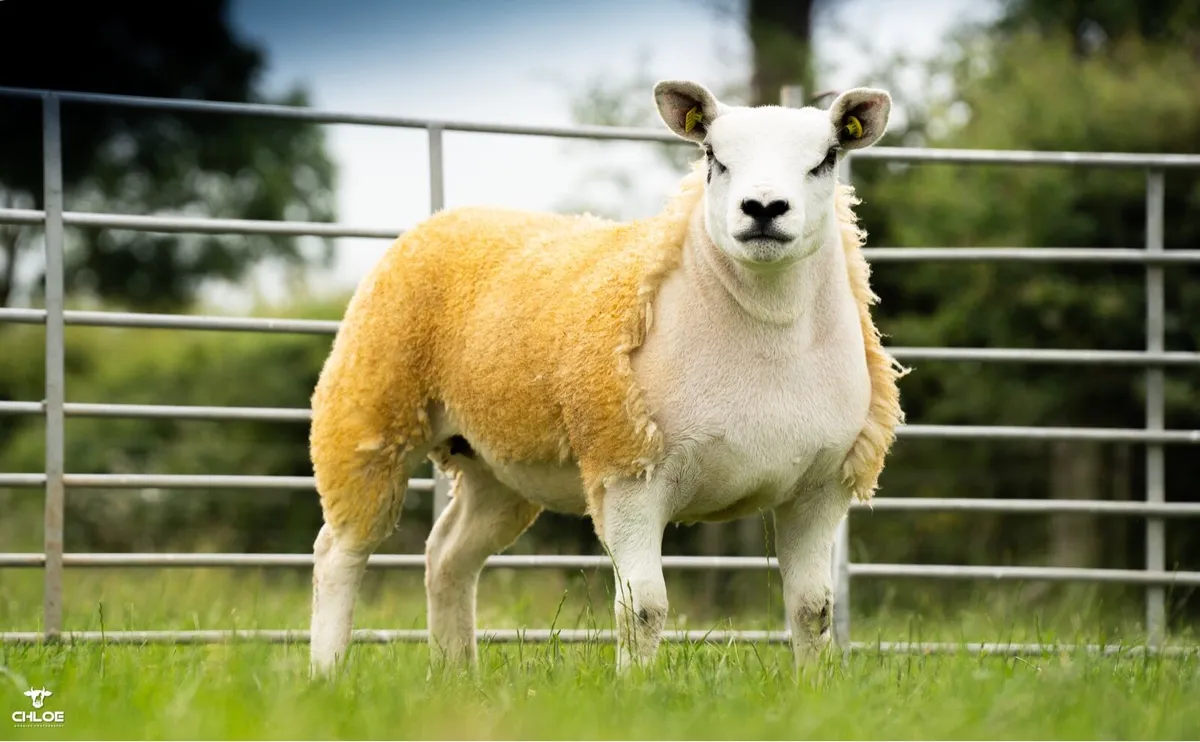 Texel ewe lambs - Image 2