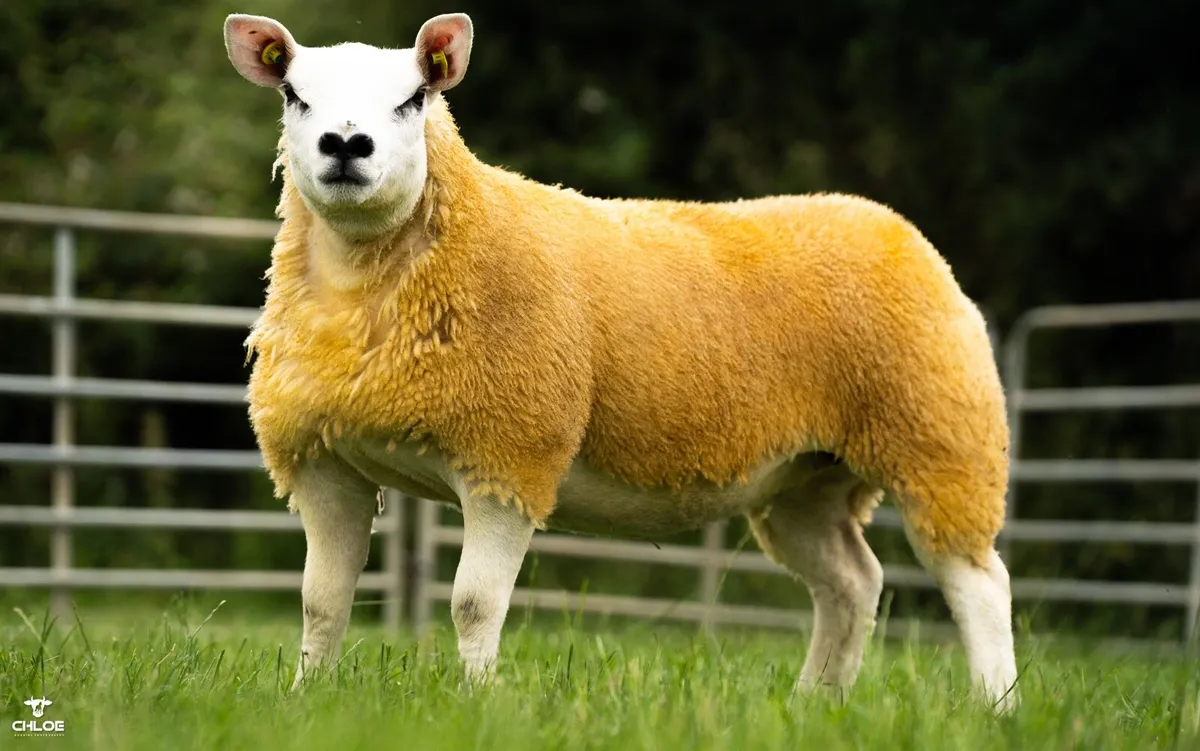 Texel ewe lambs - Image 3