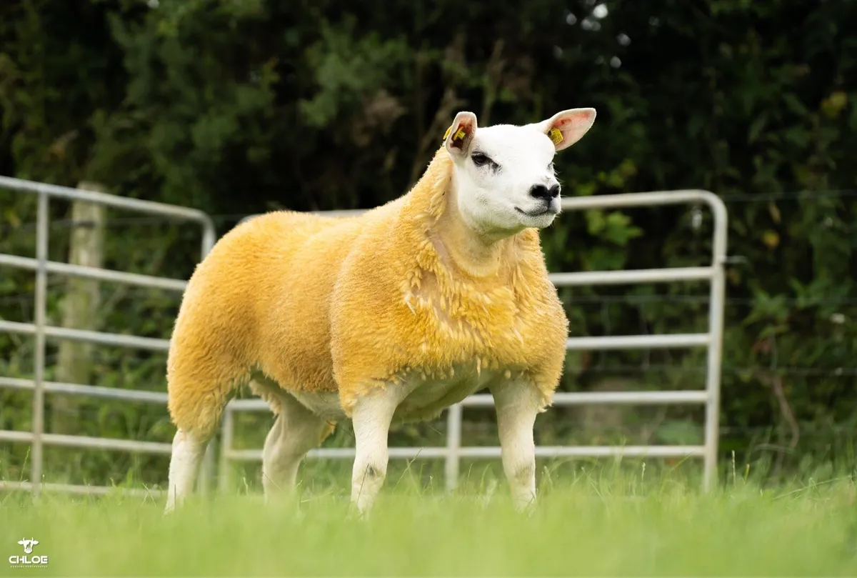 Texel ewe lambs - Image 4