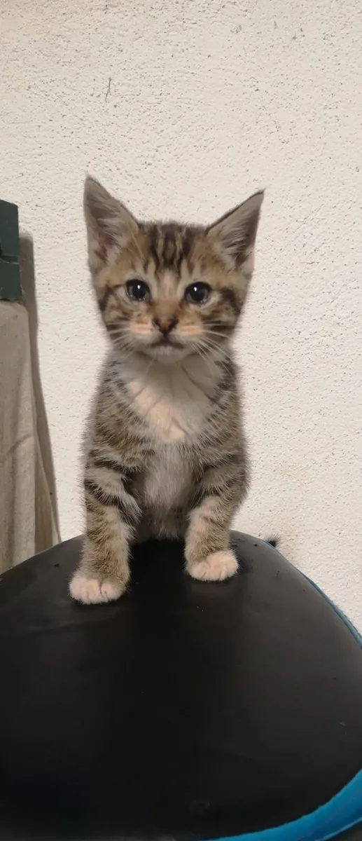 Kitten