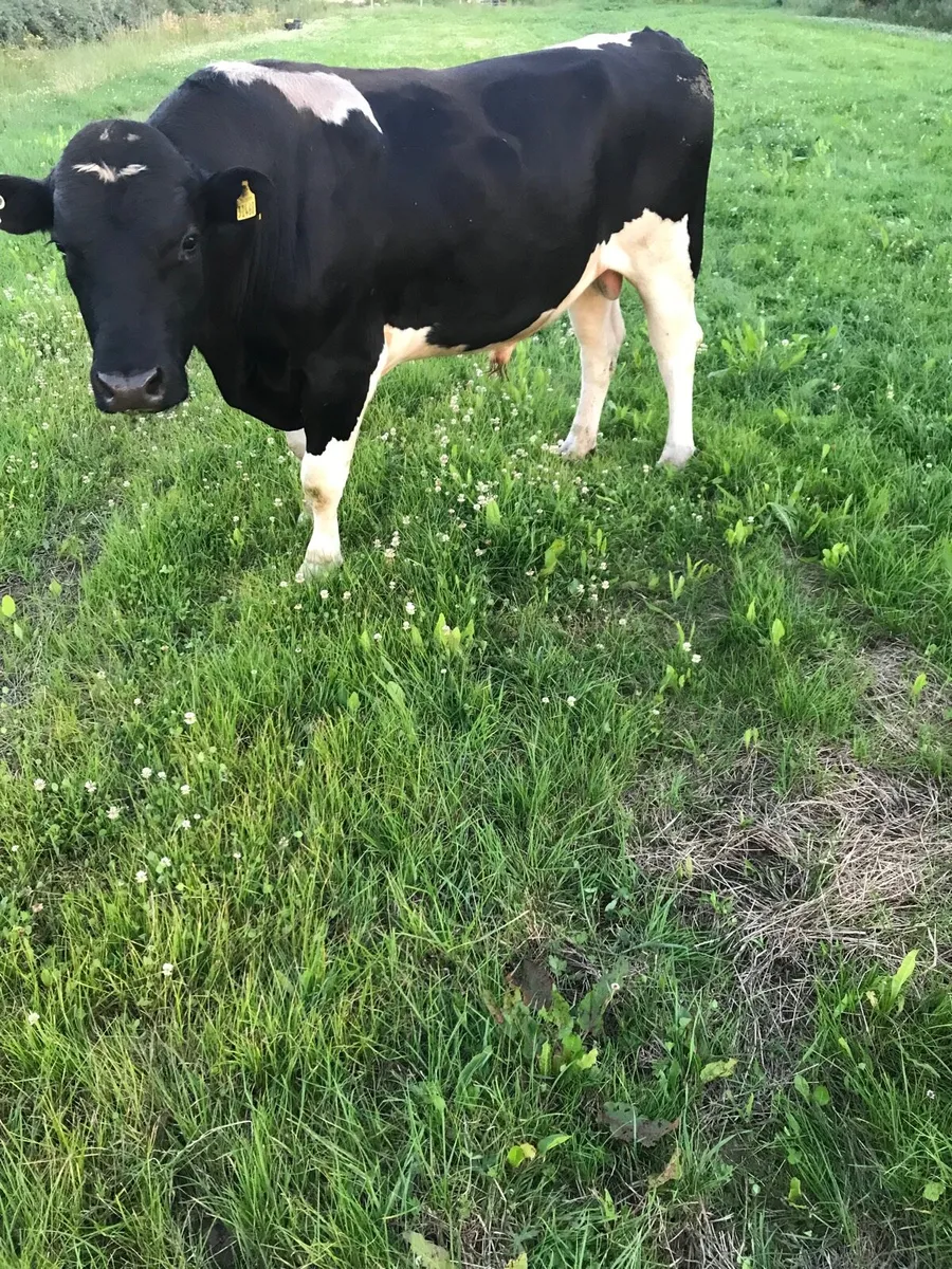 Bull - Image 1