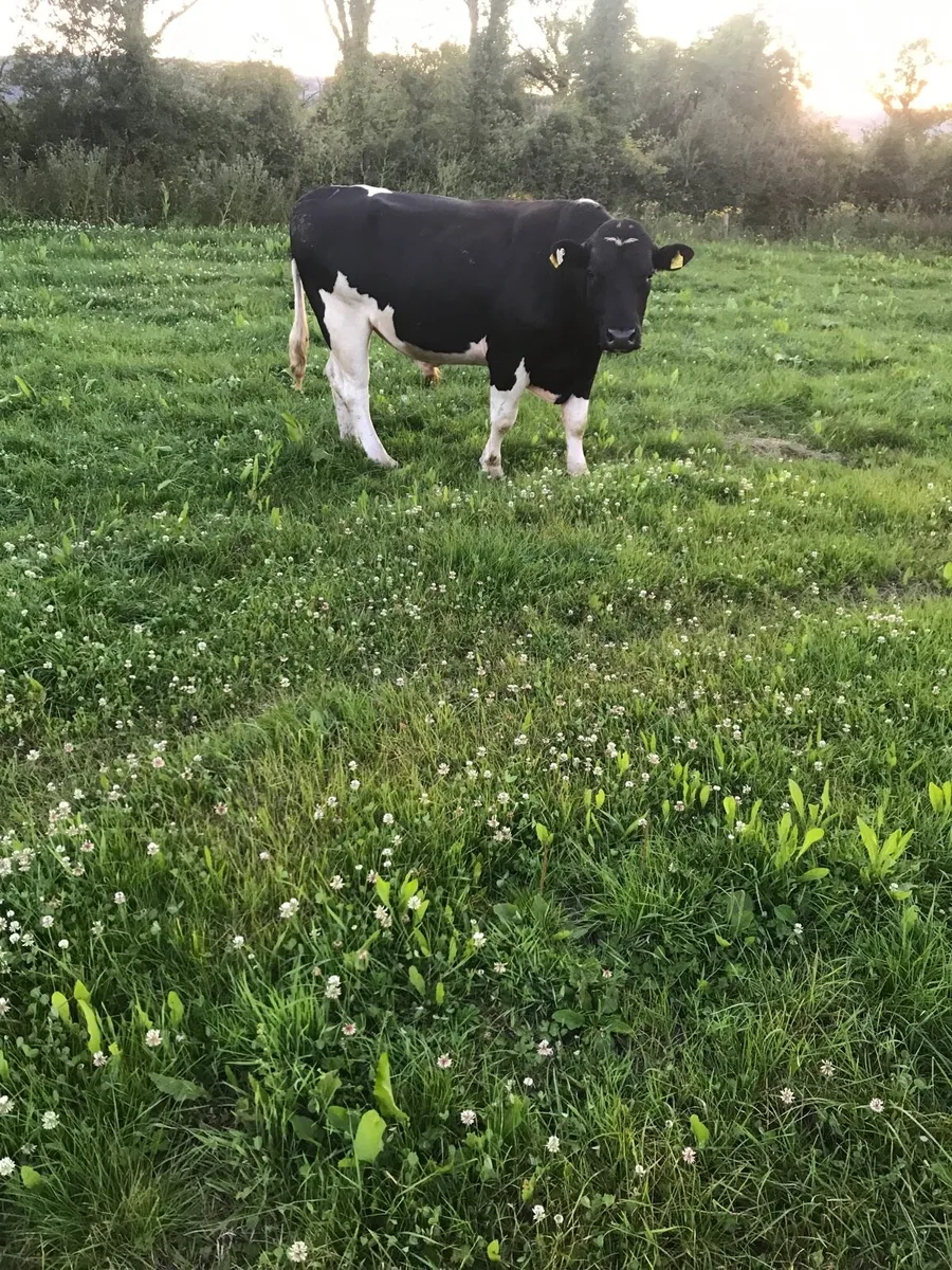 Bull - Image 2