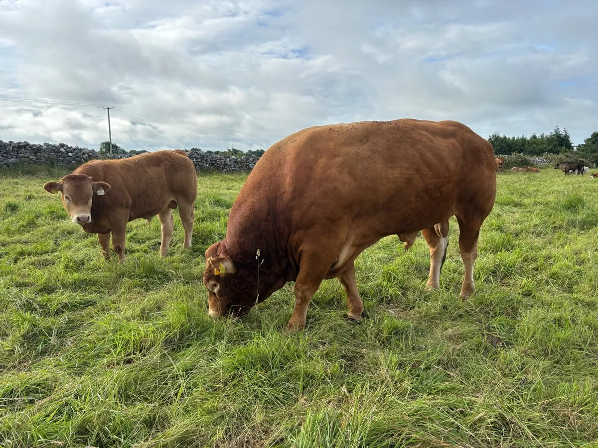 bull - Image 1