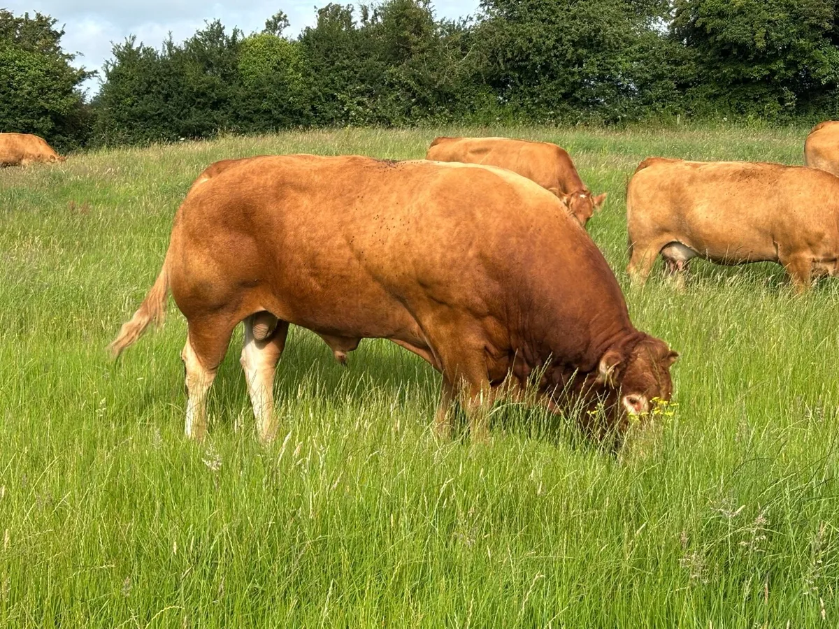 bull - Image 2
