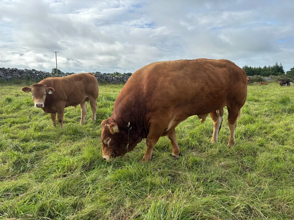 bull - Image 3