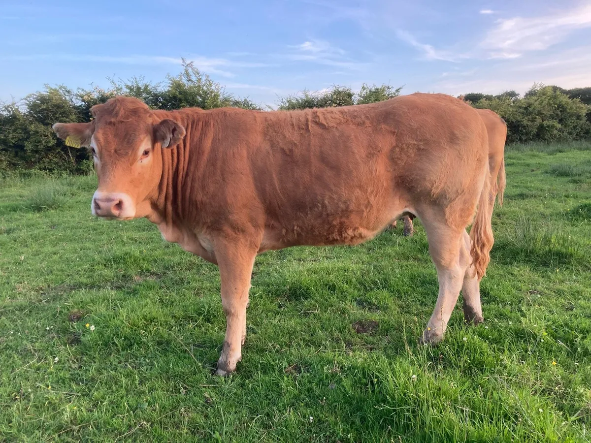 Breeding heifers Organic - Image 1