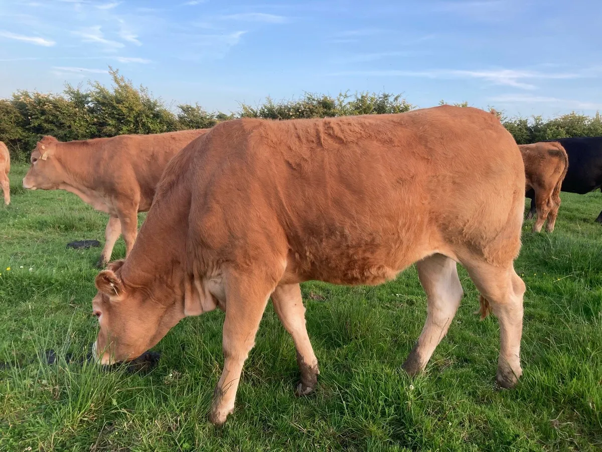 Breeding heifers Organic - Image 2