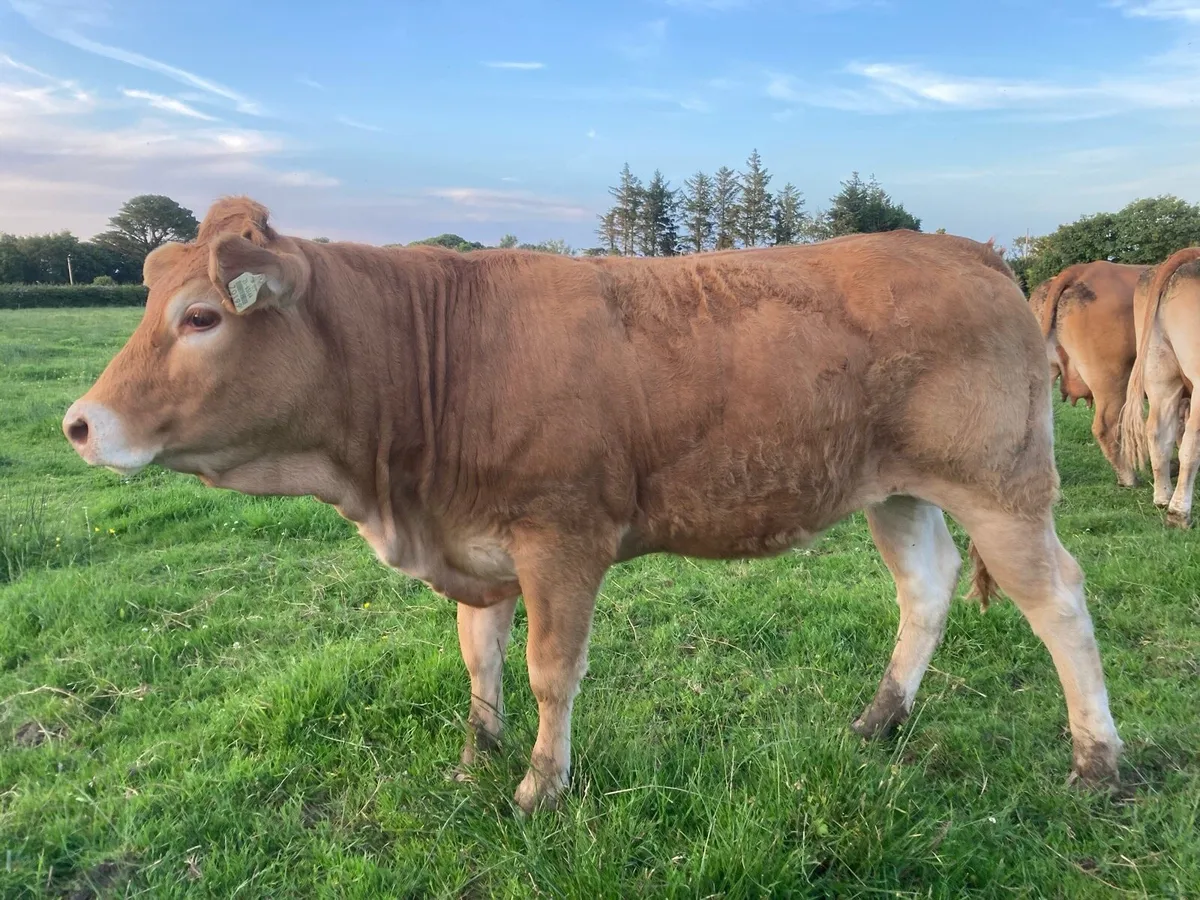 Breeding heifers Organic - Image 3
