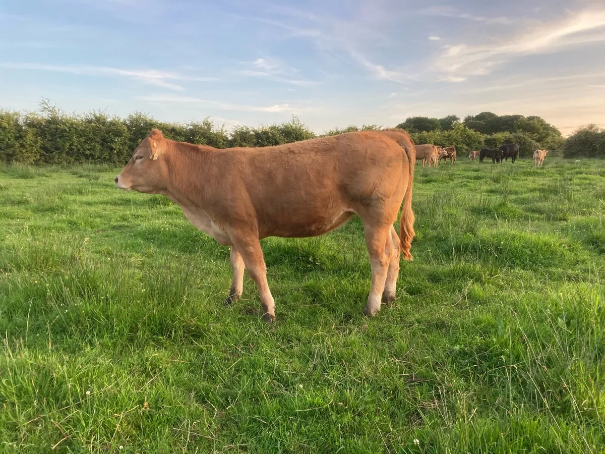 Breeding heifers Organic - Image 4