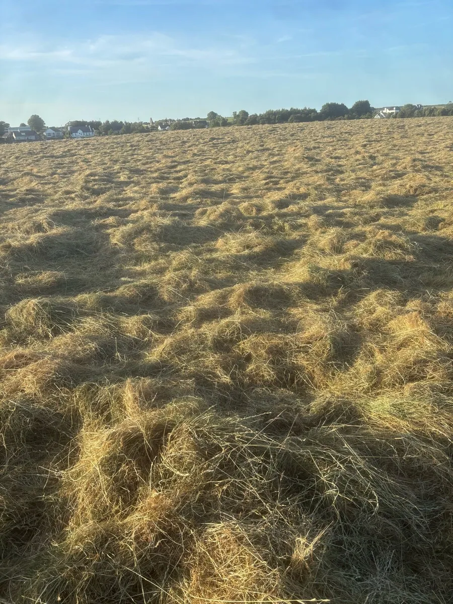 Hay - Image 1