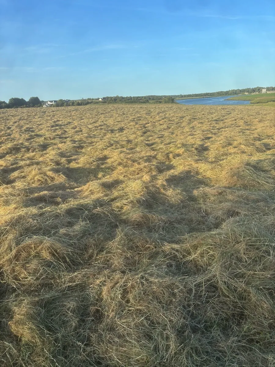 Hay - Image 2
